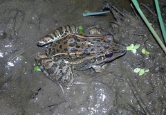 Leptodactylus fuscus