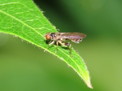 Sphegina
