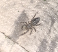 Platycryptus undatus