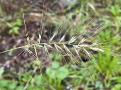 Elymus hystrix