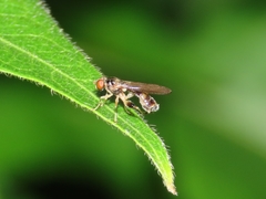 Sphegina