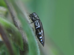 Agrilus latifrons