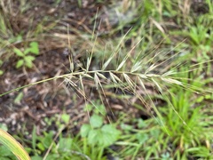 Elymus hystrix