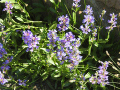 Penstemon cinicola