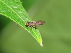 Sphegina