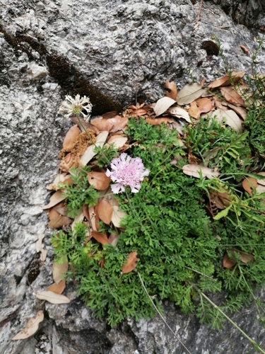Lomelosia crenata