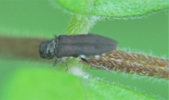 Agrilus latifrons