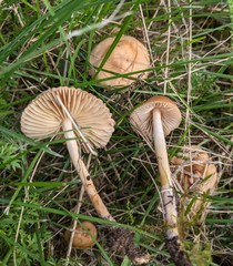 Marasmius oreades