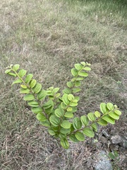 Sarcomphalus reticulatus