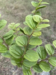 Sarcomphalus reticulatus