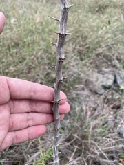 Sarcomphalus reticulatus