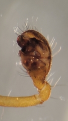 Rugathodes aurantius