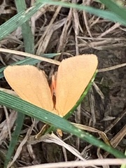 Mellilla xanthometata