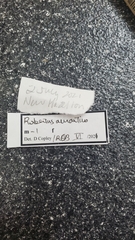 Rugathodes aurantius