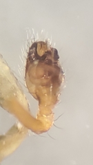 Rugathodes aurantius