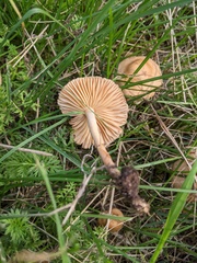 Marasmius oreades