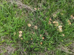 Marasmius oreades