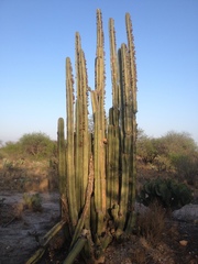 Lophocereus marginatus