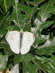 Pieris rapae