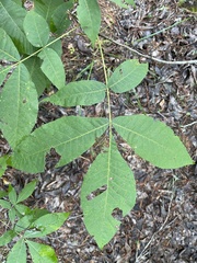 Carya carolinae-septentrionalis