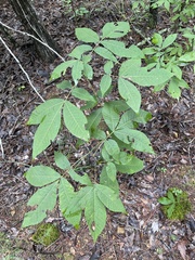 Carya carolinae-septentrionalis