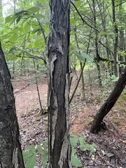 Carya carolinae-septentrionalis