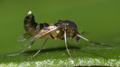 Cricotopus bicinctus