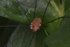 Leiobunum aldrichi