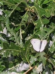 Pieris rapae