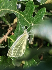 Pieris rapae