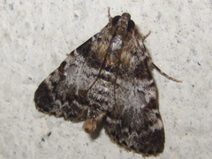 Orthaga onerata