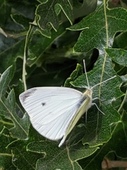 Pieris rapae
