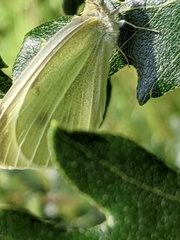Pieris rapae