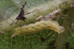 Epistrophella emarginata