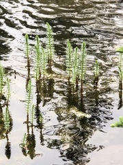 Hippuris vulgaris