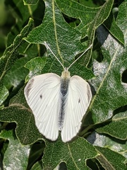 Pieris rapae