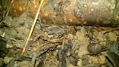 Brookesia minima