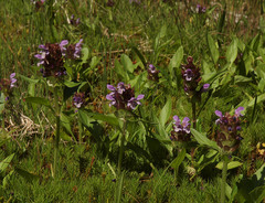 Prunella vulgaris lanceolata