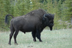 Bison bison athabascae