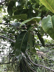 Syzygium nervosum