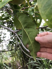 Syzygium nervosum