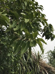 Syzygium nervosum