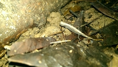 Brookesia minima