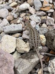 Sceloporus slevini