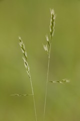 Festuca octoflora