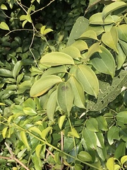 Strychnos angustiflora