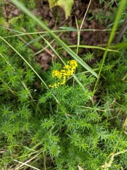 Galium verum