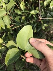 Strychnos angustiflora