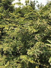 Strychnos angustiflora