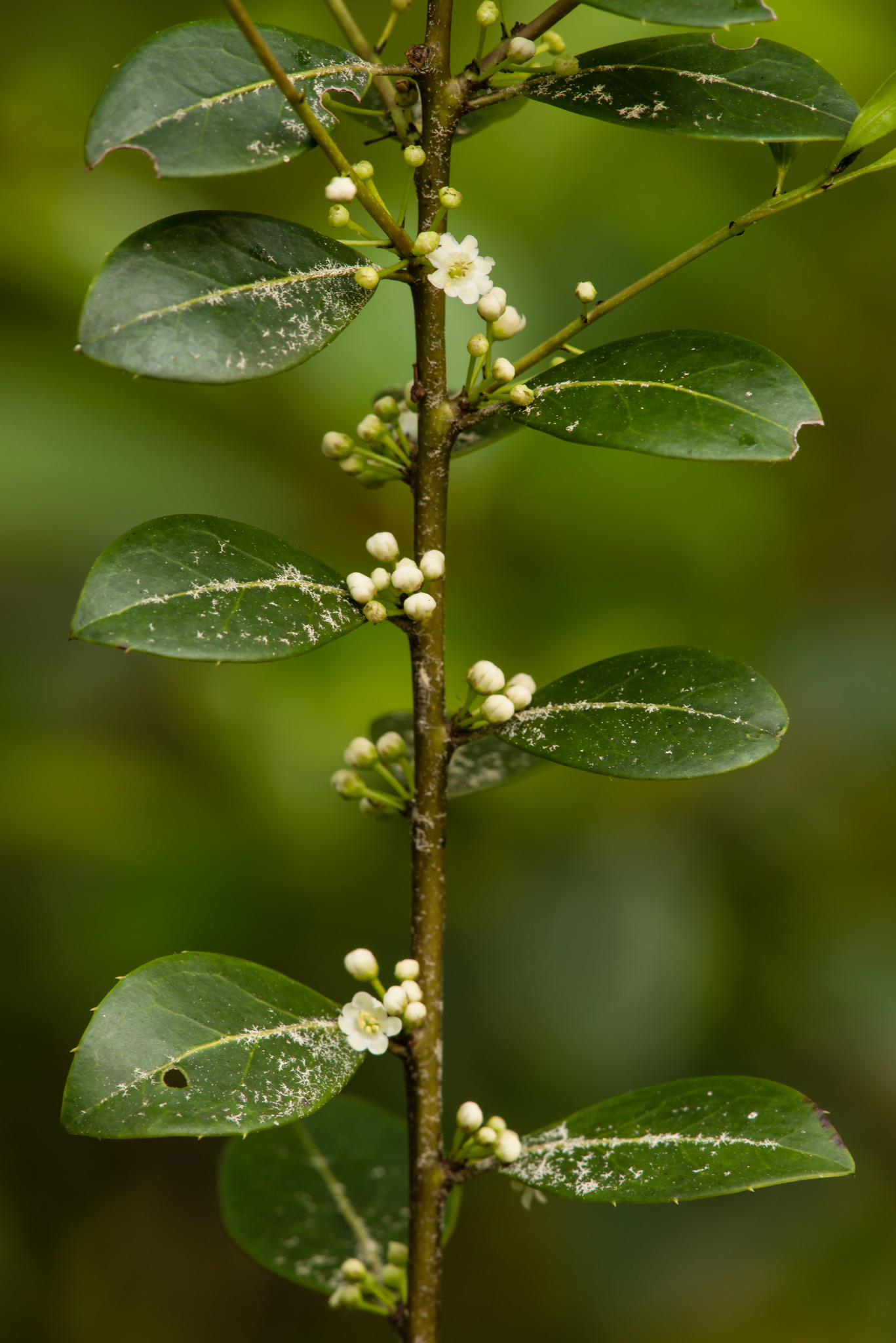 Ilex coriacea